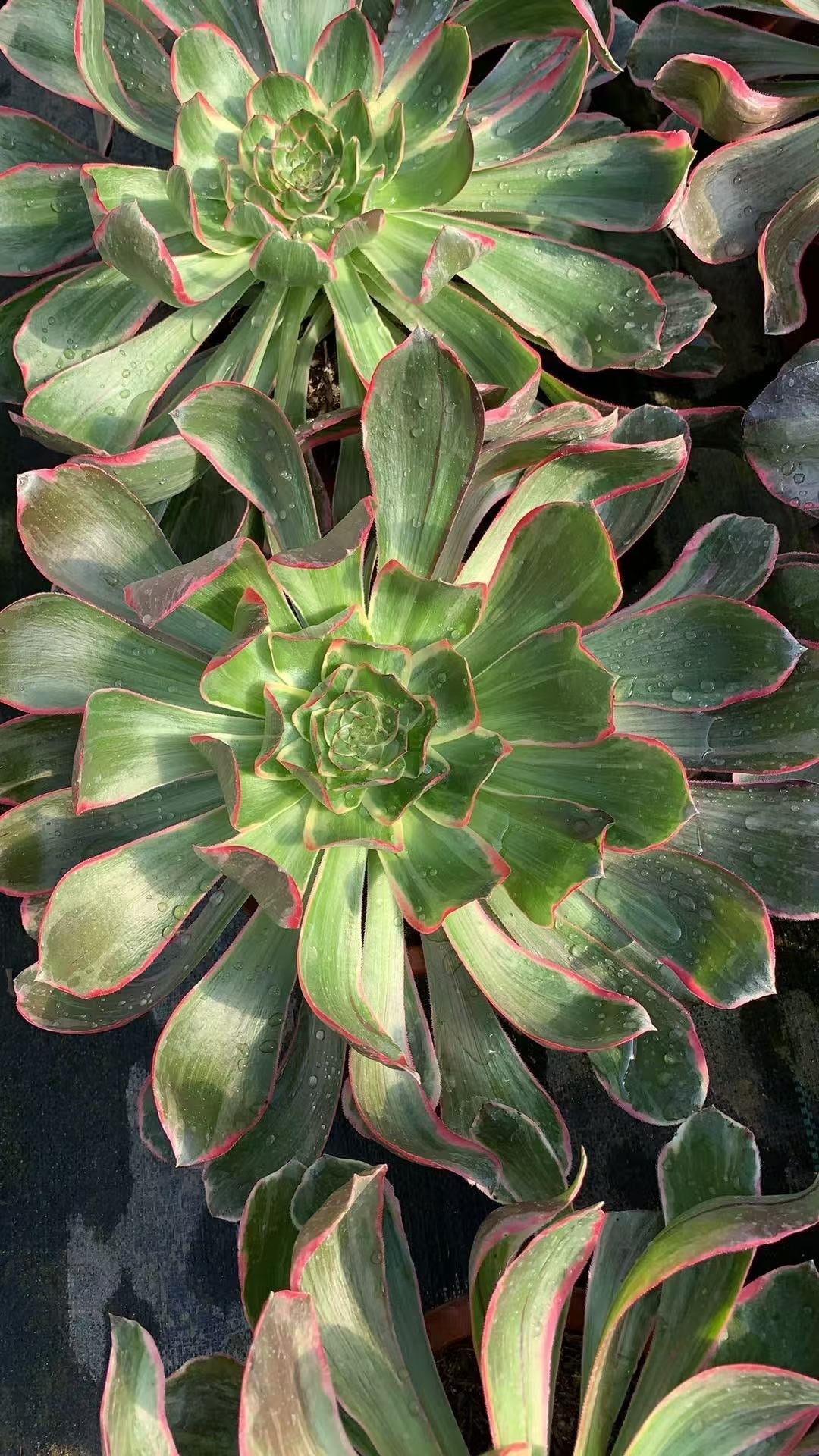 Evil Eye/恶魔之眼 single head with root at least 25cm Aeonium Single head Succulent plant