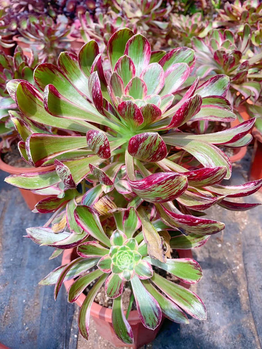 Variegated of The V/V 锦 Cluster At least 5 heads 20cm-25cm High: at least 30cm