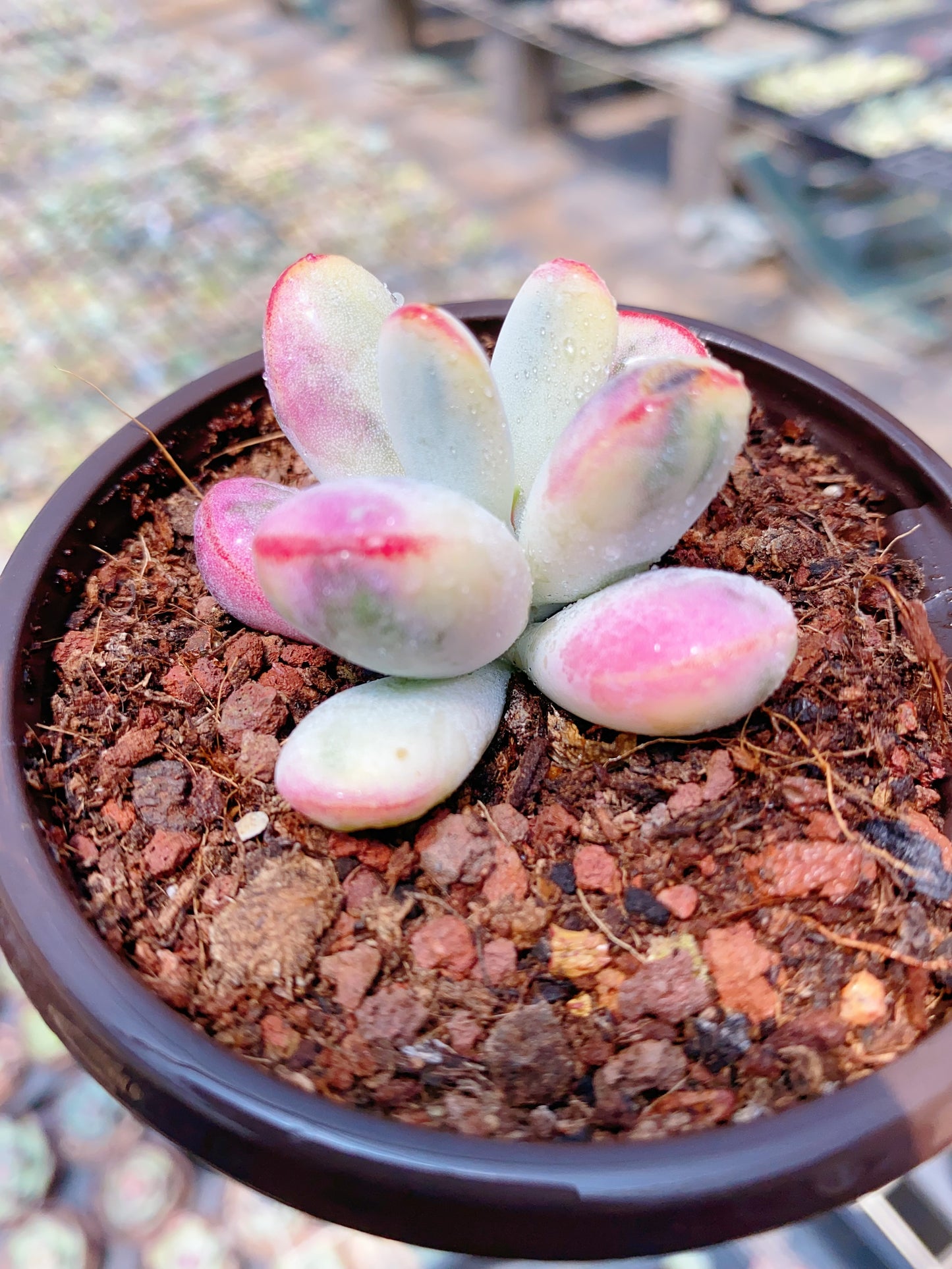 Cotyledon Orbiculata Variegated/乒乓福娘锦群