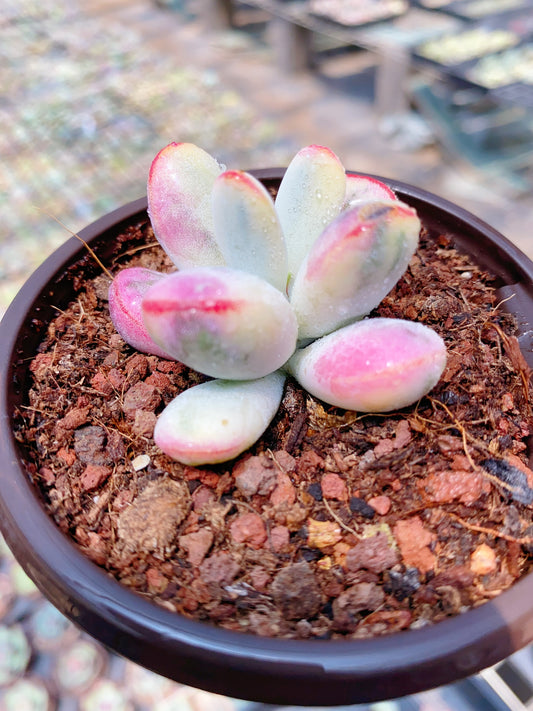 Cotyledon Orbiculata Variegated/乒乓福娘锦群