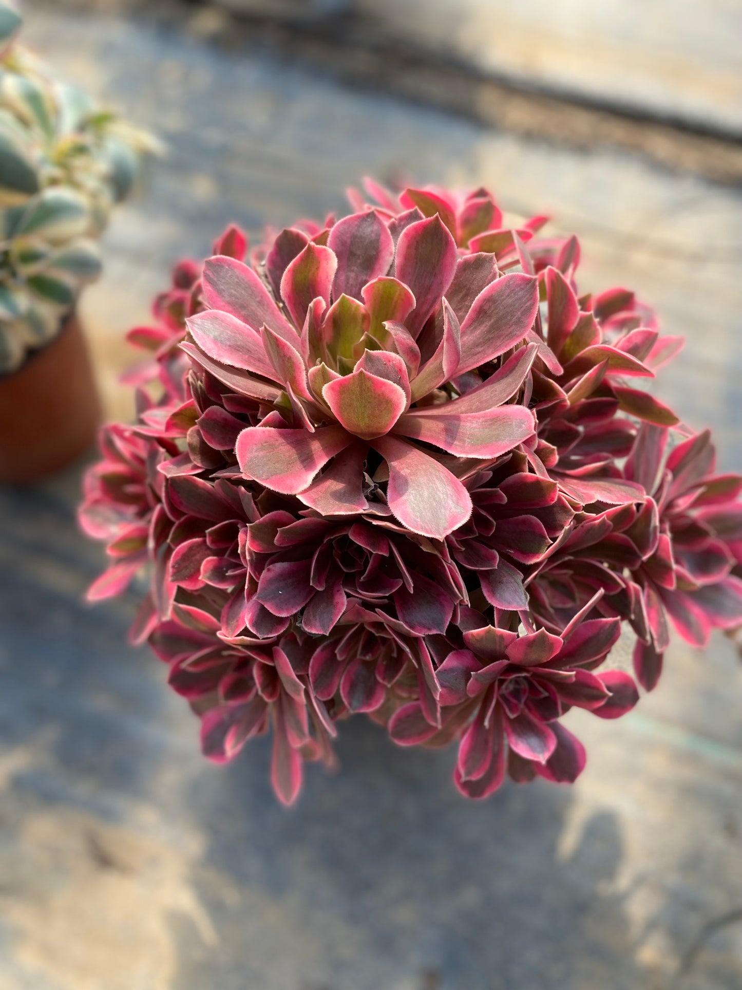 Banshee/女妖 cluster at least 8 heads 25-30 aeonium cluster Aeonium Cluster Succulent Plant