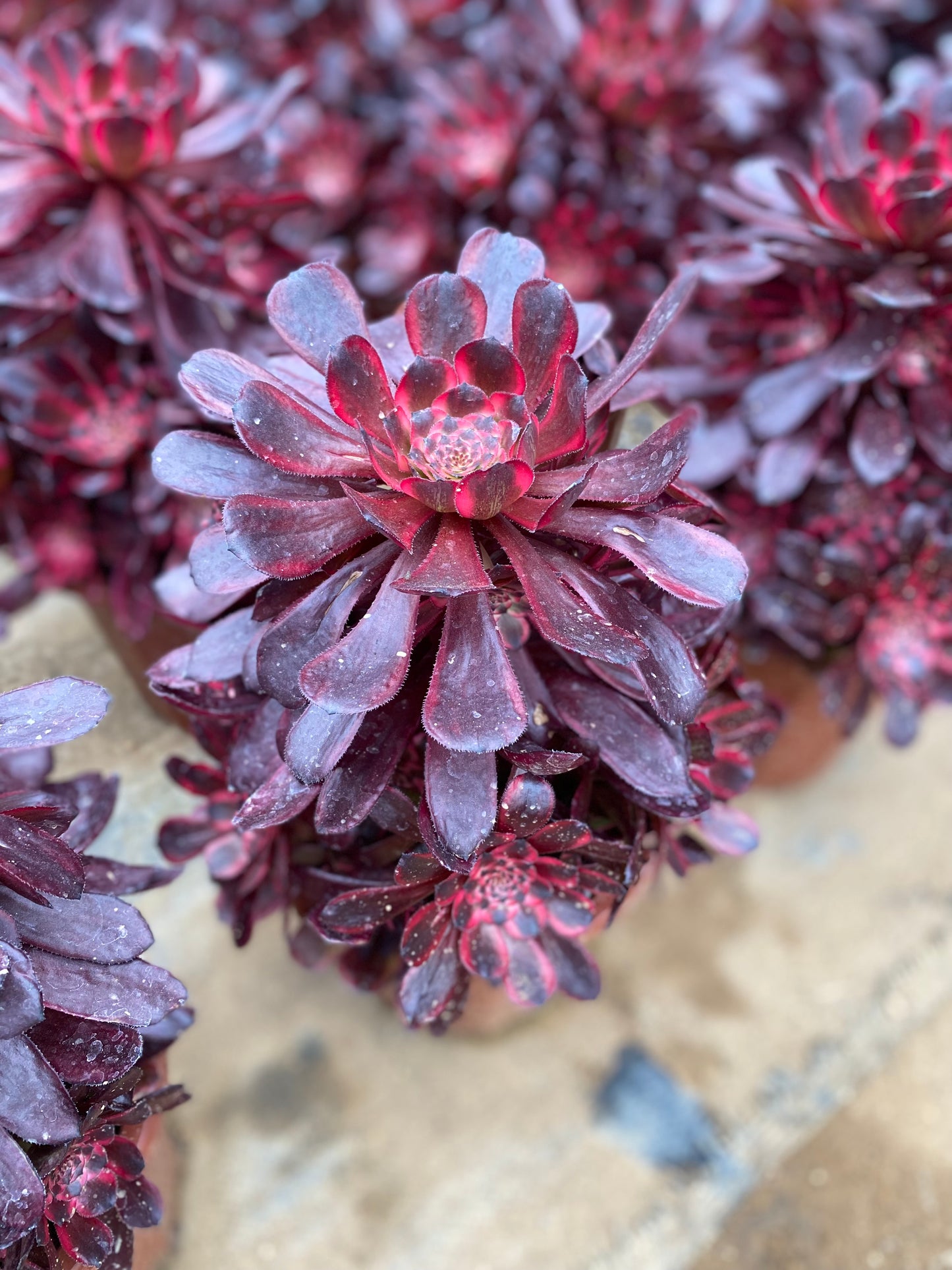 Daughter's Red Wine/女儿红 cluster at least 12 heads 20-30cm aeonium cluster