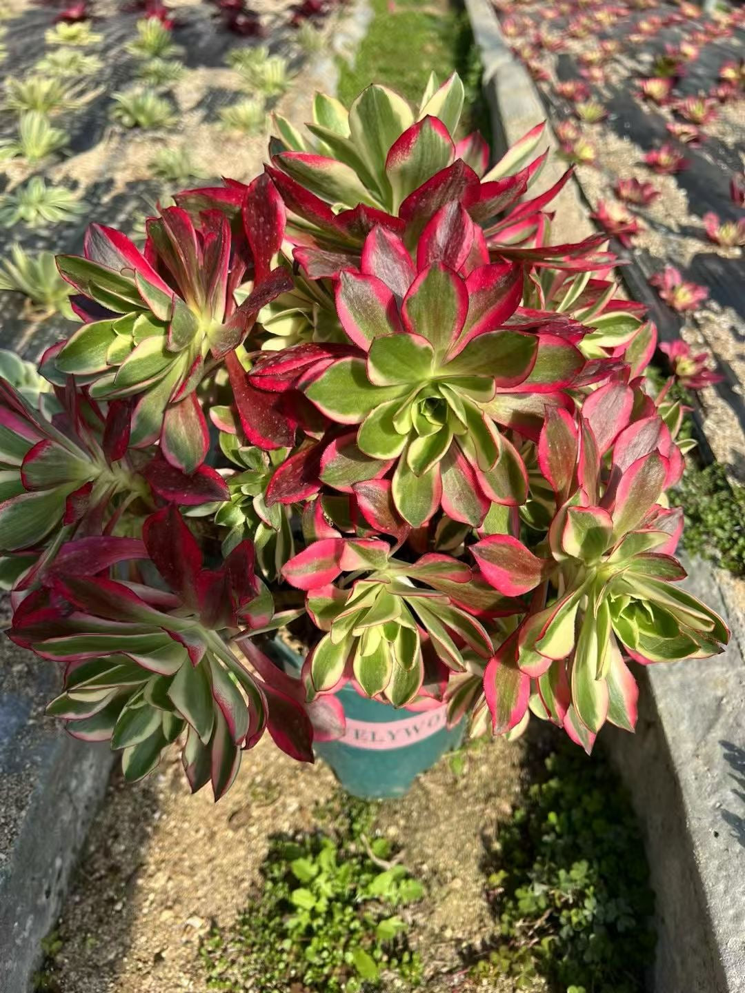 Cherry/樱桃 cluster at least 8 heads 20-30cm Aeonium Cluster Succulent Plant