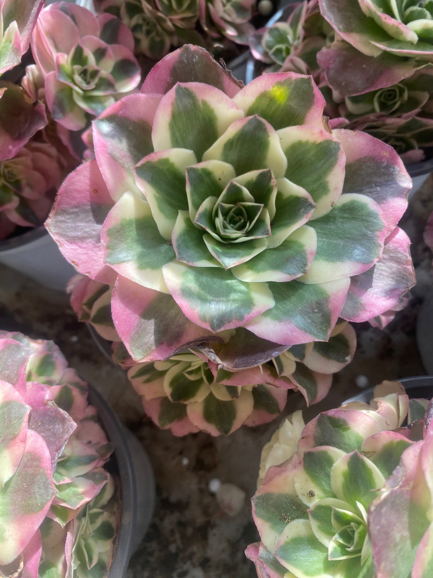 Ruyi/如意 cluster 15-20cm at least 6 heads Aeonium Cluster Succulent Plant