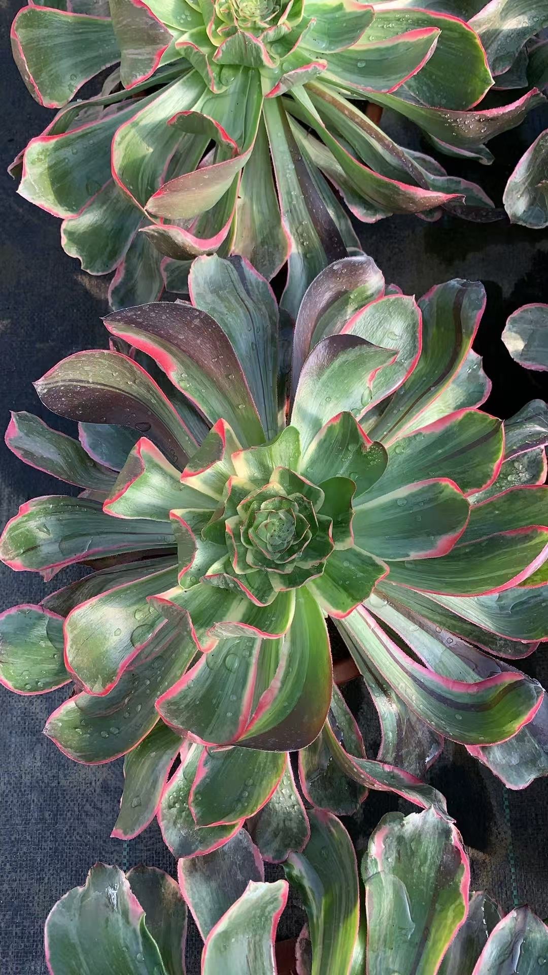 Evil Eye/恶魔之眼 single head with root at least 25cm Aeonium Single head Succulent plant