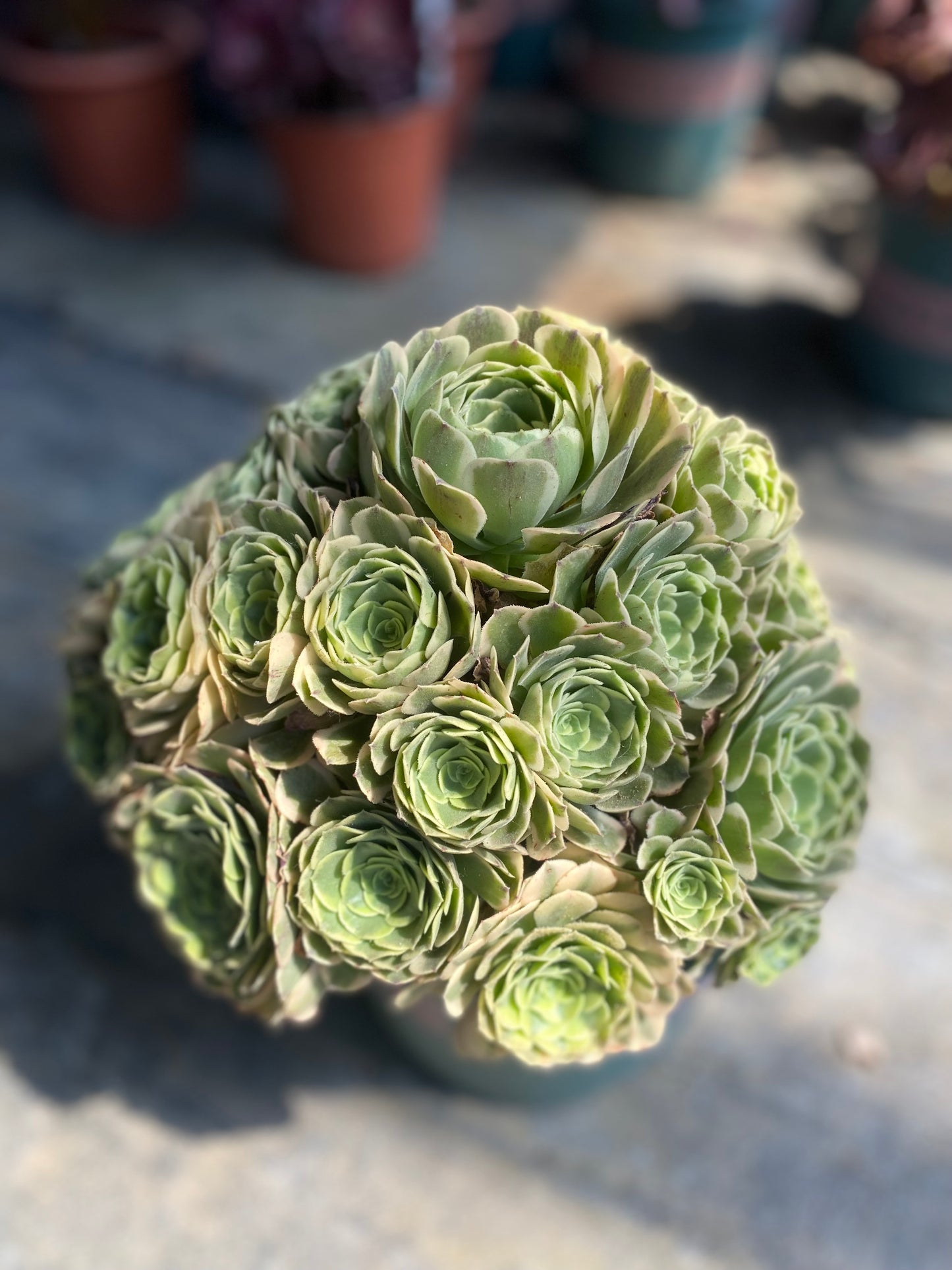 Green Glass/绿琉璃 Cluster At least 25 heads 25cm-30cm