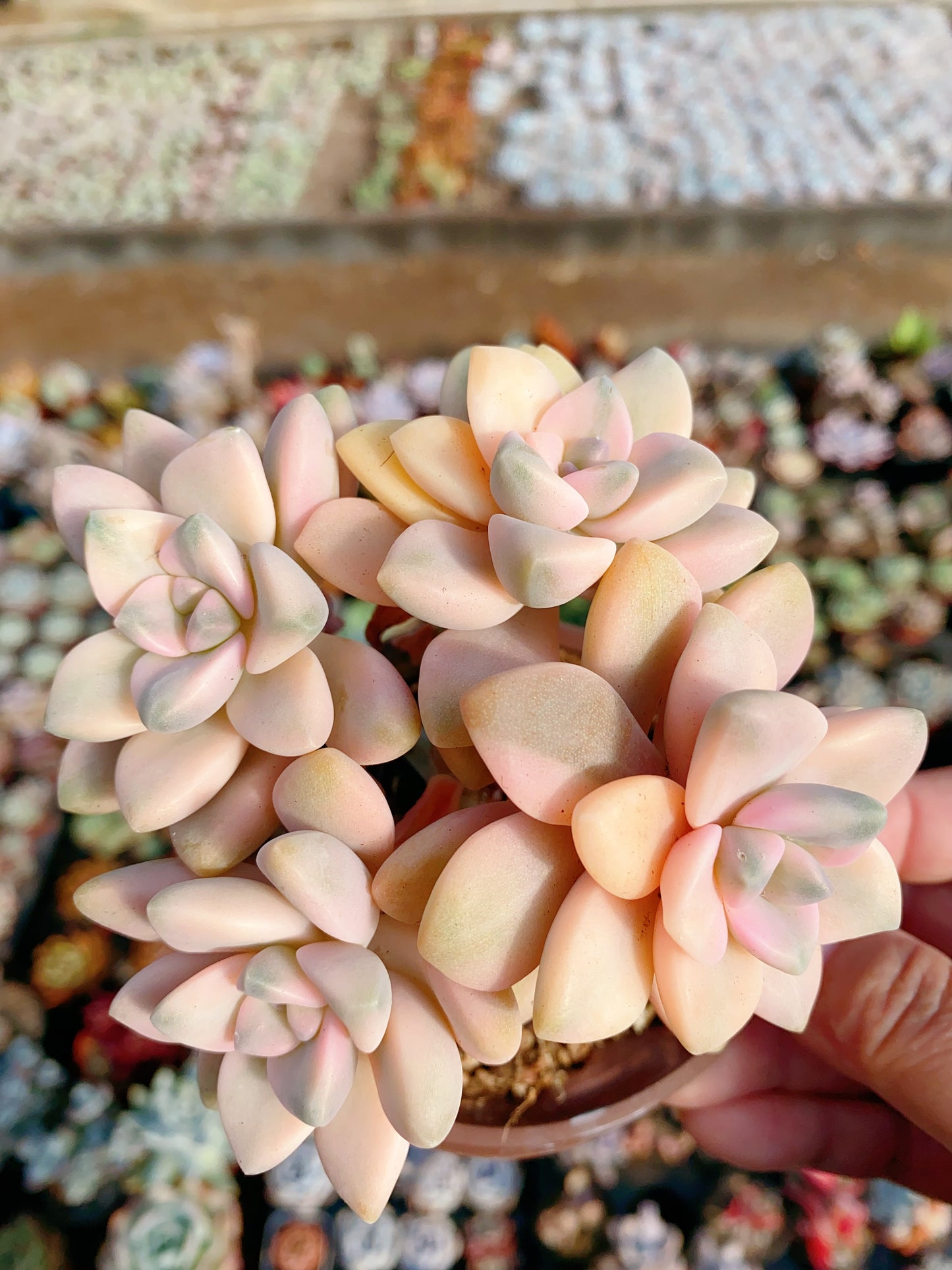 Pachyphytum 'Apricot Beauty'/美杏锦 4 heads 9cm pot