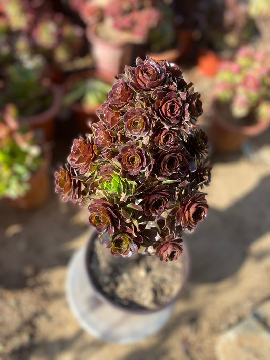 Aeonium arboreum Grey Form/灰法师 cluster at least 25 heads 20cm  two years old two color in one aeonium cluster