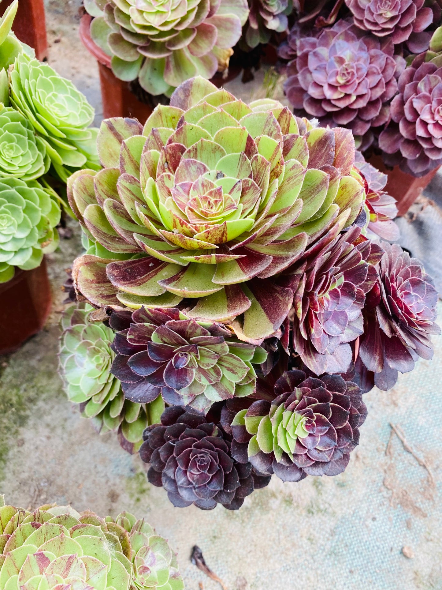 Pulidonis/花月夜 Cluster At least 10 heads 20cm-25cm Aeonium Cluster Succulent Plant
