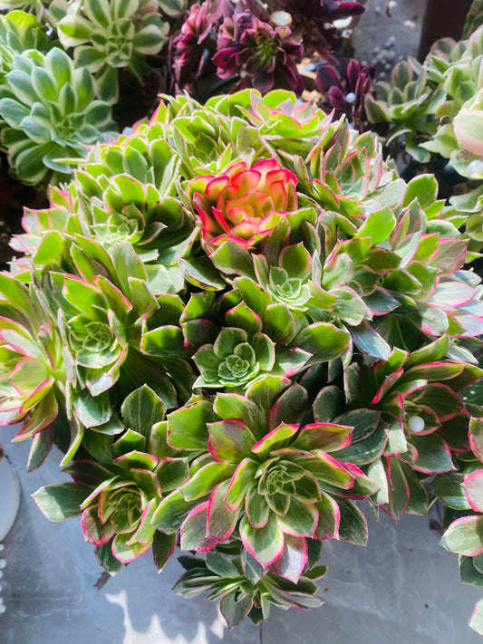 Kaleidoscope/万花筒 Spherical   cluster 25-30cm at least 20 heads Aeonium Cluster Succulent Plant