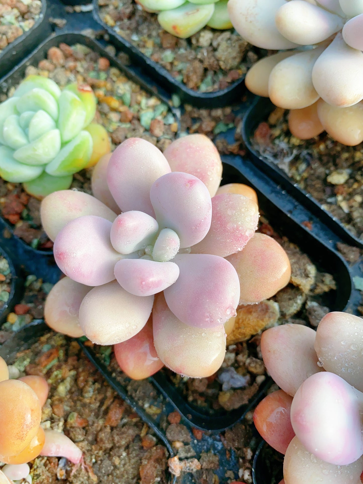 Graptopetalum amethystinum/桃蛋 6.5cm pot