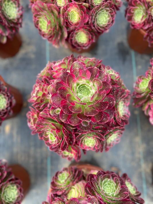Neptune/海王 cluster 20-25cm at least 8 heads