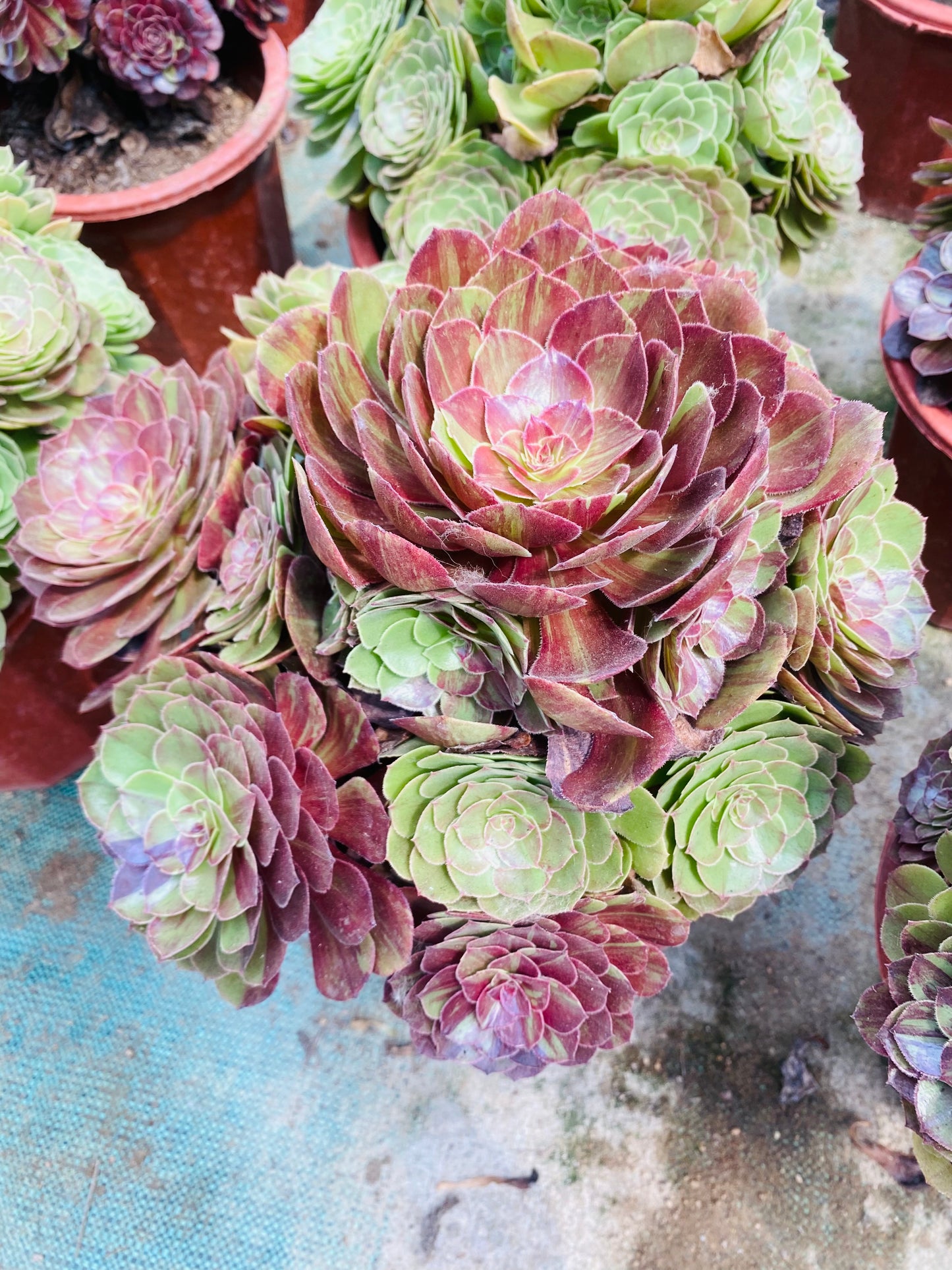 Pulidonis/花月夜 Cluster At least 18 heads 30cm-40cm Aeonium Cluster Succulent Plant