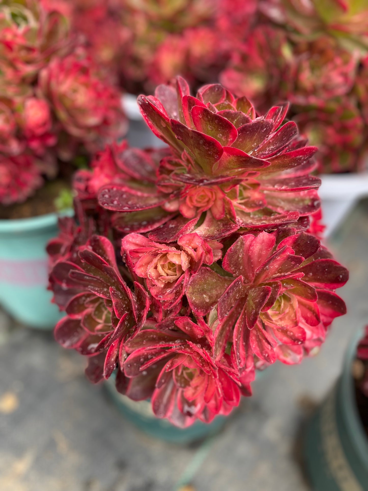 Black Magic variegated/黑魔锦 cluster 20-30cm at least 10 heads