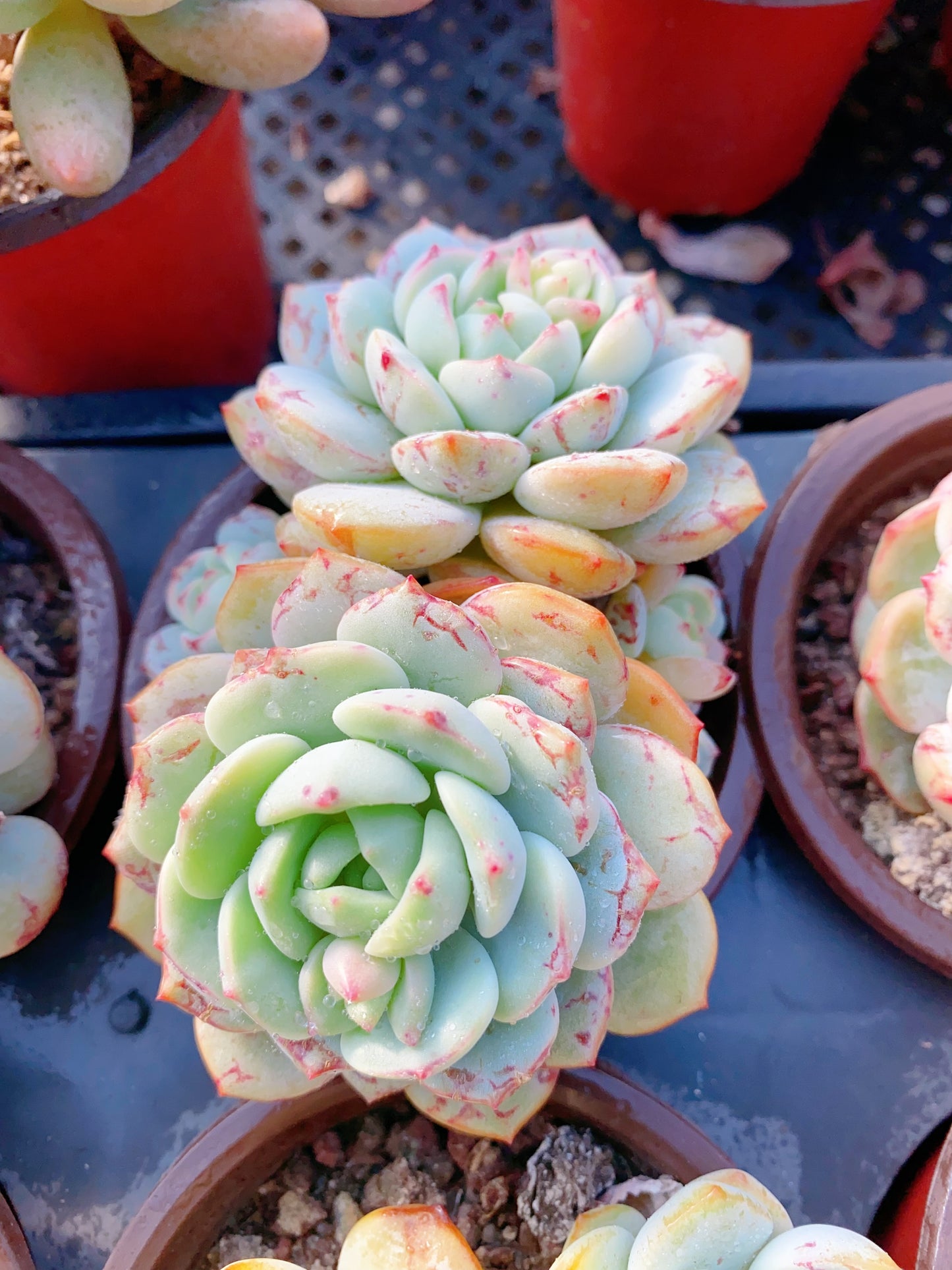 Sedeveria ‘Pudgye’/香草比斯 9cm pot