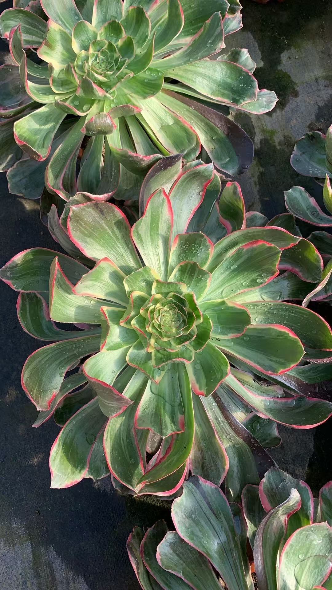 Evil Eye/恶魔之眼 single head with root at least 25cm Aeonium Single head Succulent plant