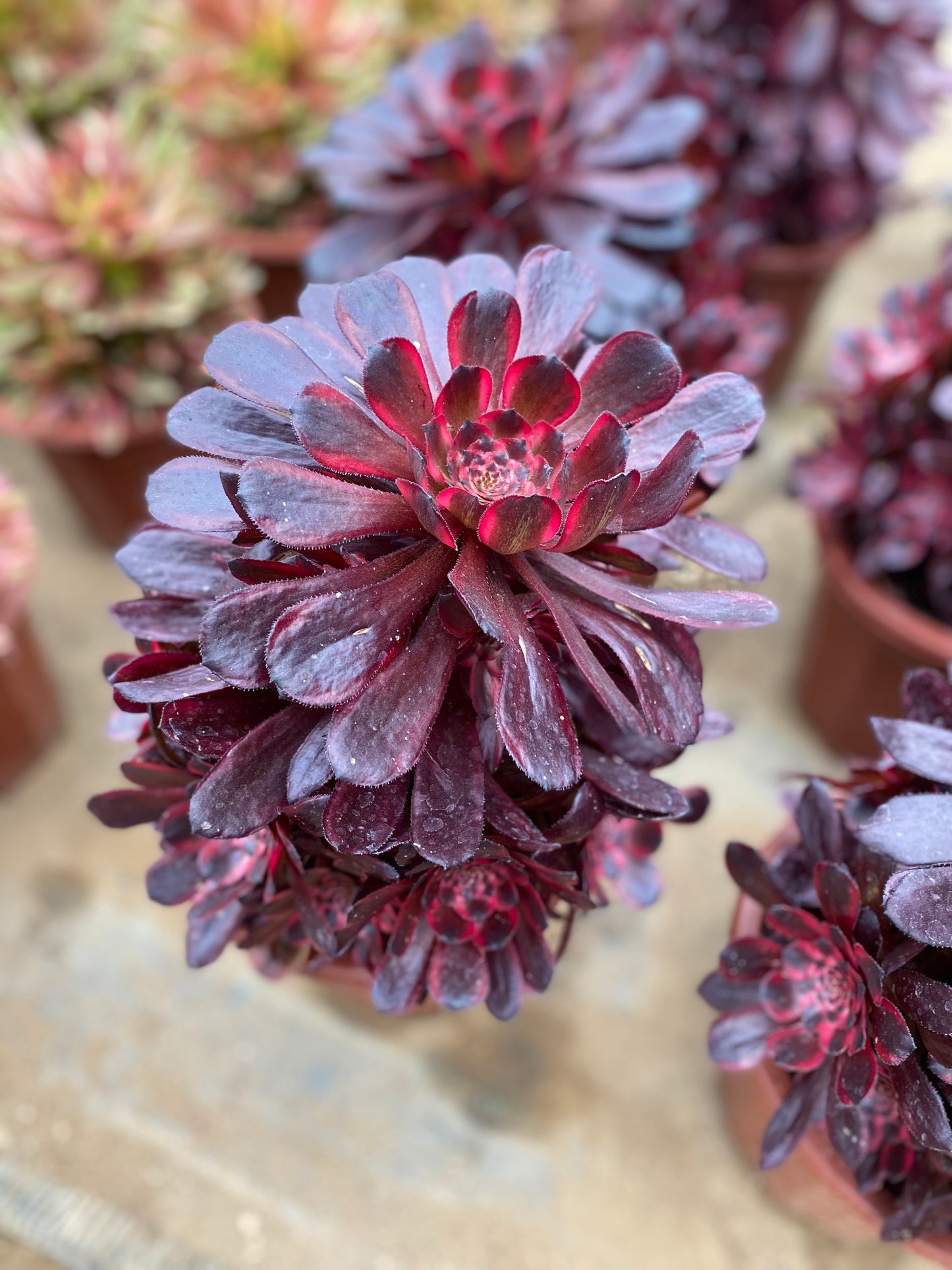 Daughter's Red Wine/女儿红 cluster at least 12 heads 20-30cm aeonium cluster