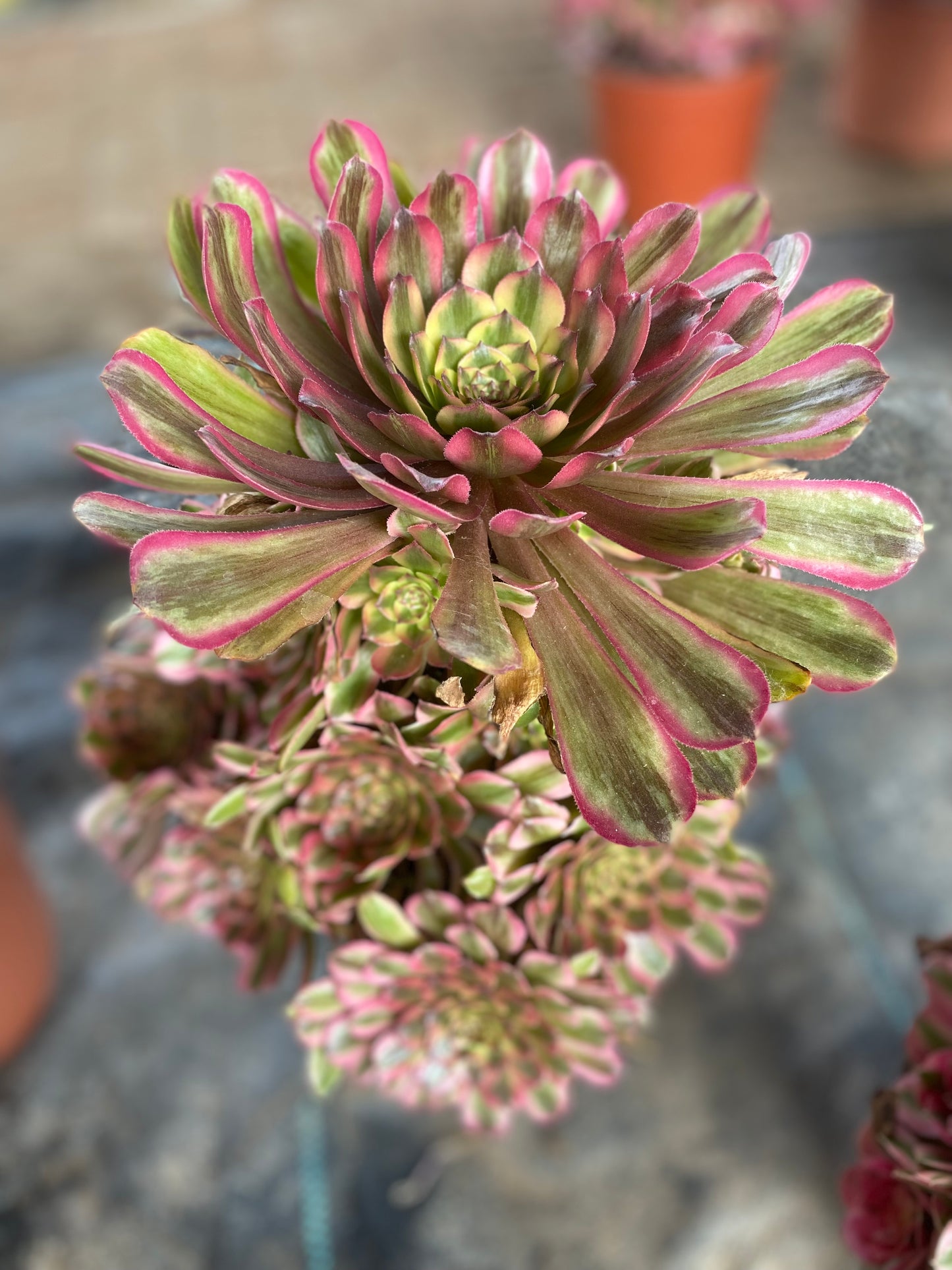 Variations of Zinfandel/粉黛变异 Cluster At least 15 heads 25cm-30cm