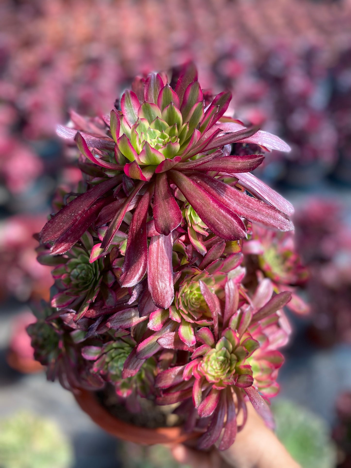 Rouge/胭脂 Cluster At least 15 heads 25cm-30cm High:30cm-40cm