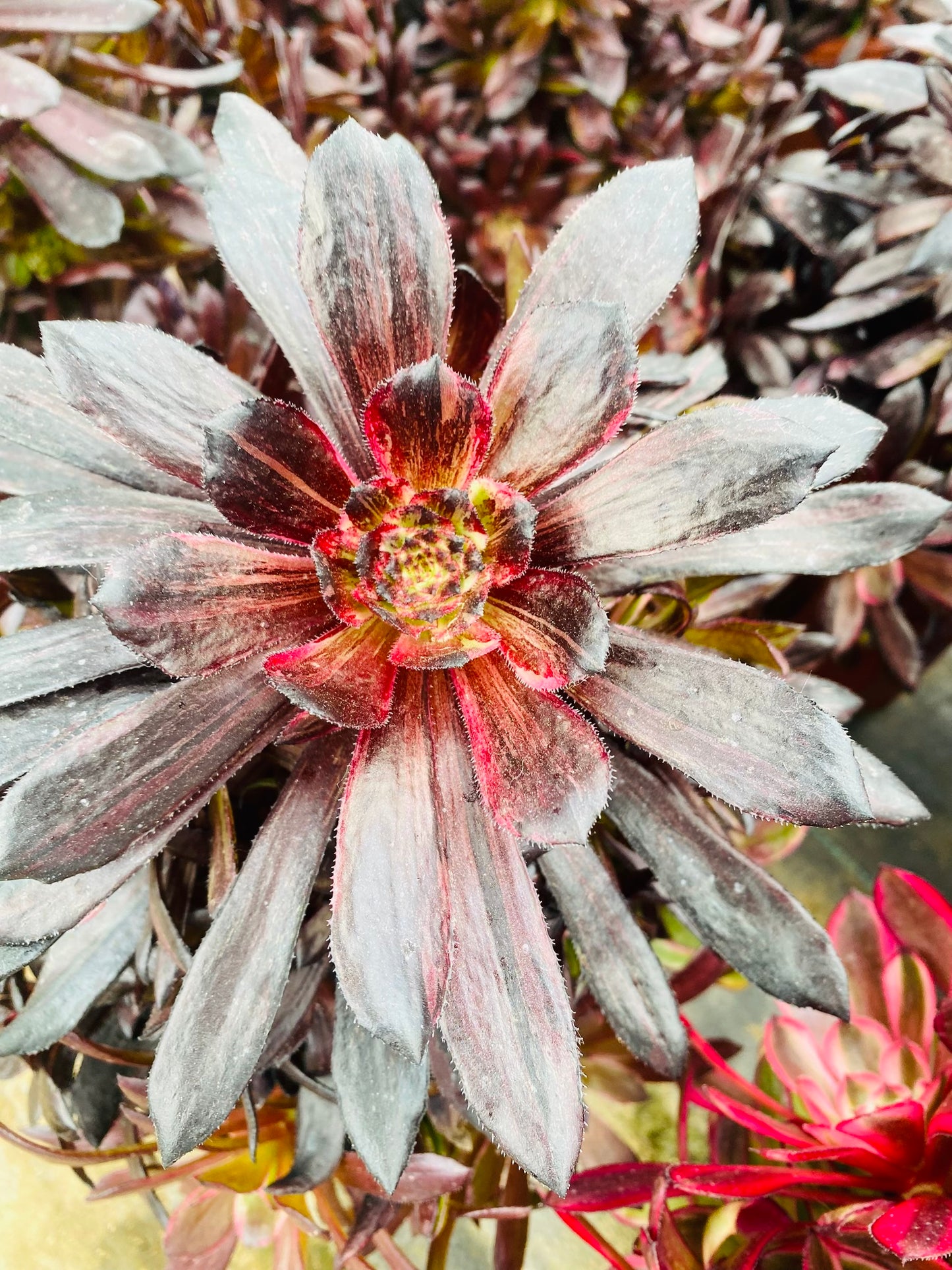 Blooming Flowers/繁花 cluster at least 15 heads 20-30cm aeonium cluster