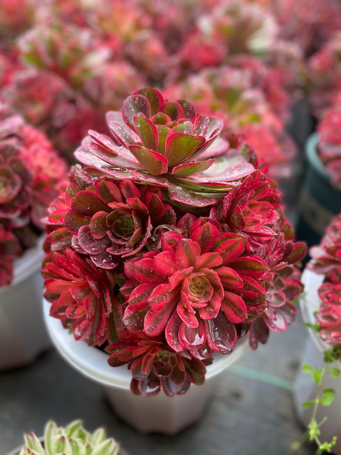 Black Magic variegated/黑魔锦 cluster 20-30cm at least 10 heads