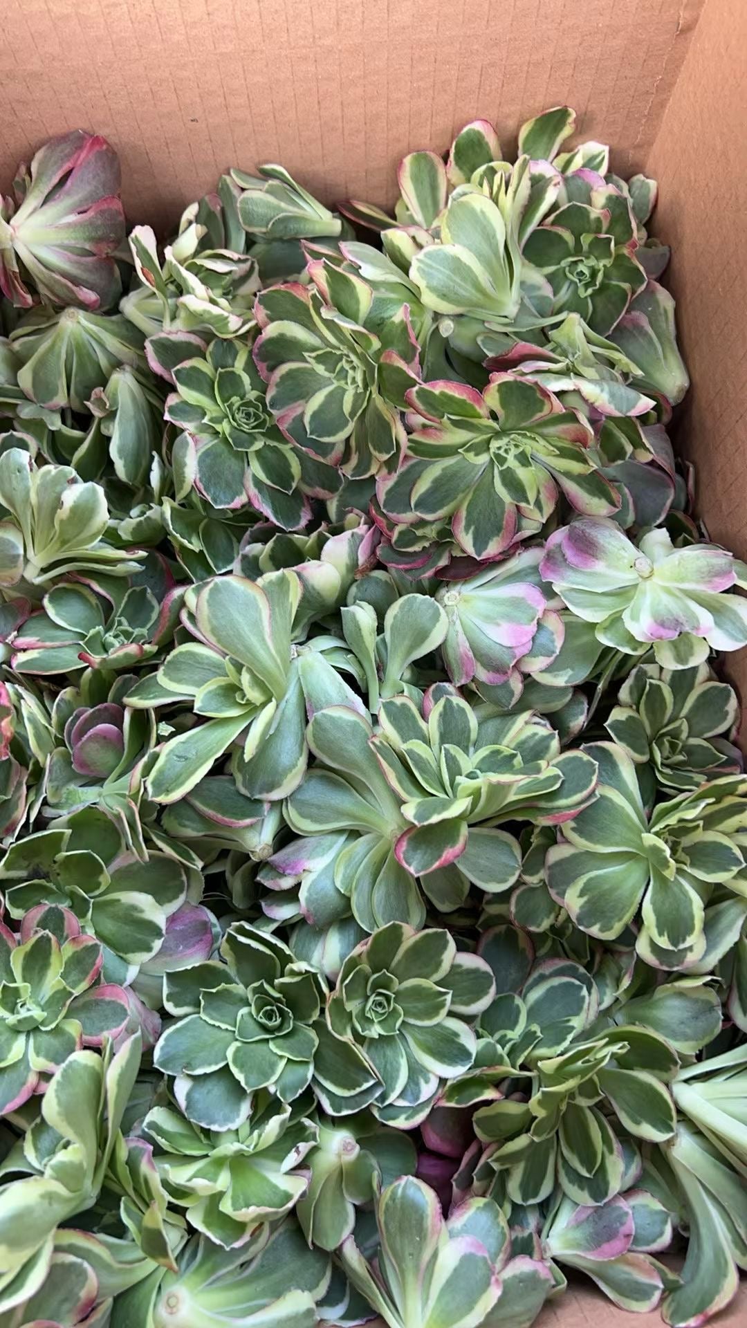 Peony/牡丹 cutting at least 10cm Aeonium Cutting Succulent Plant