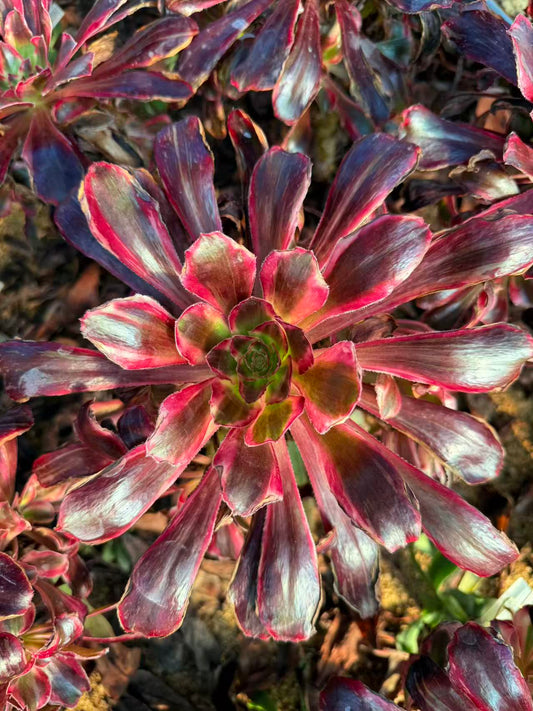 Red Diamond /红钻 cluster  25-30cm