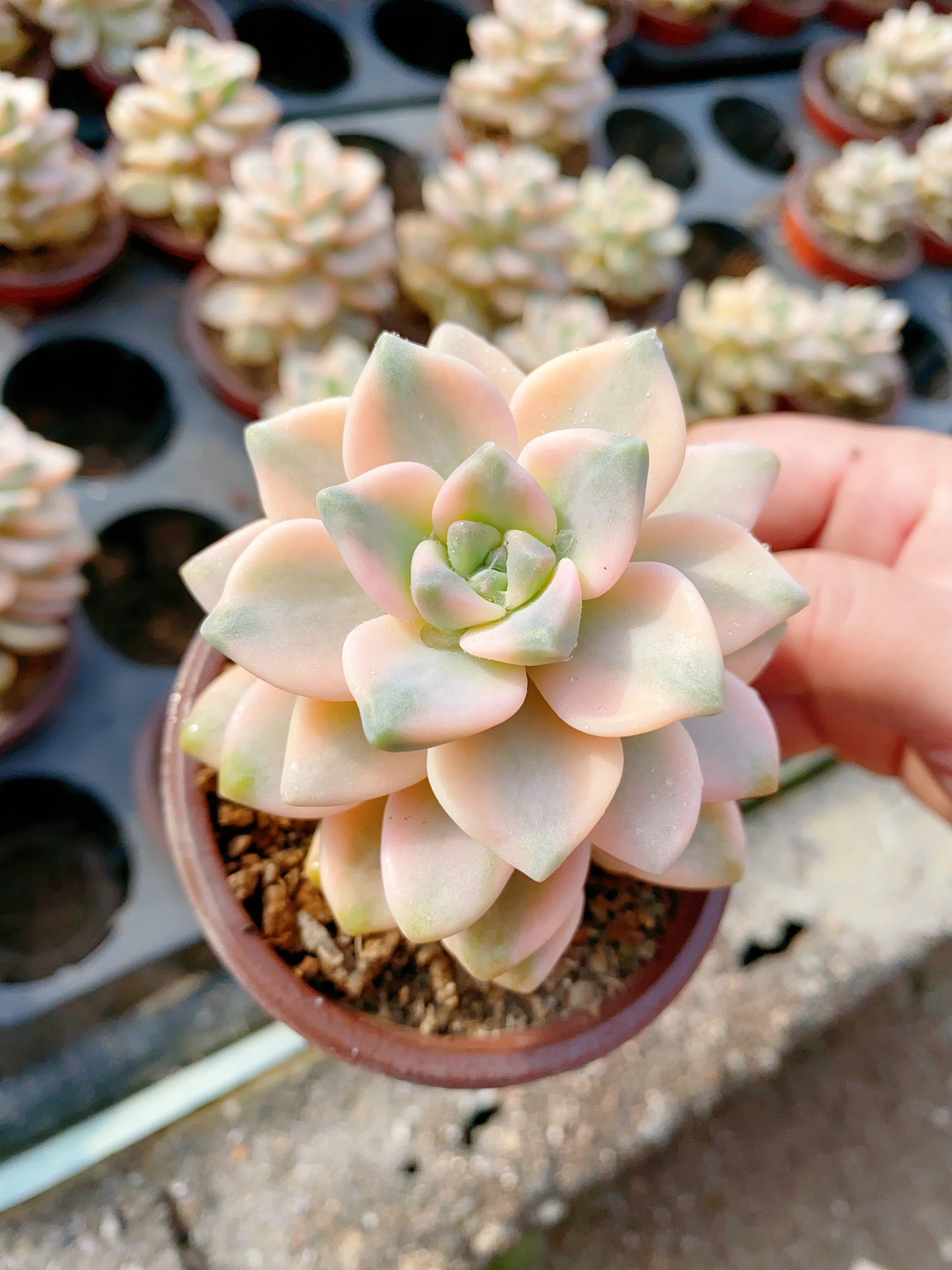 Pachyphytum 'Apricot Beauty' /美杏锦 9cm pot