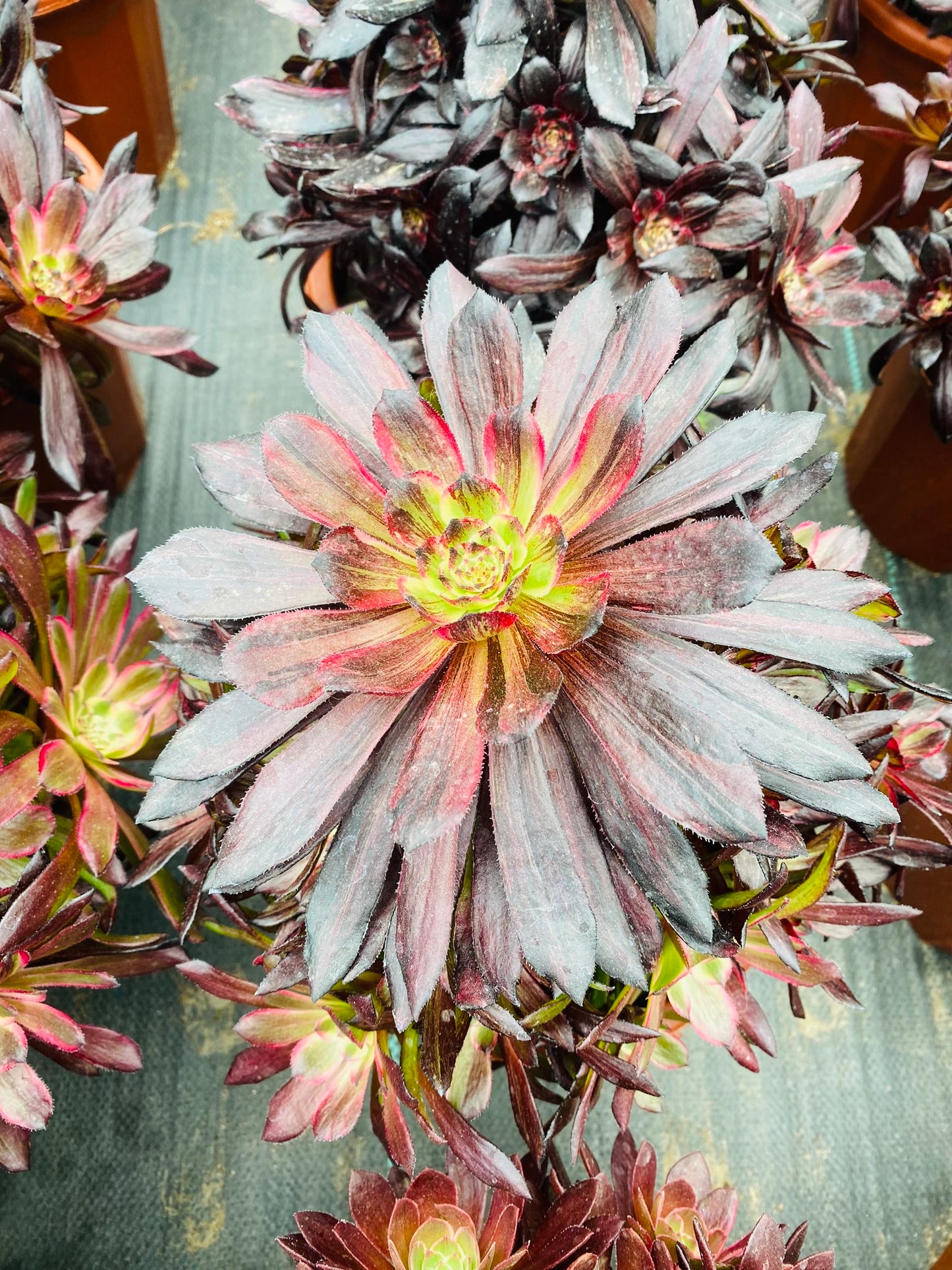 Blooming Flowers/繁花 cluster at least 15 heads 20-30cm aeonium cluster