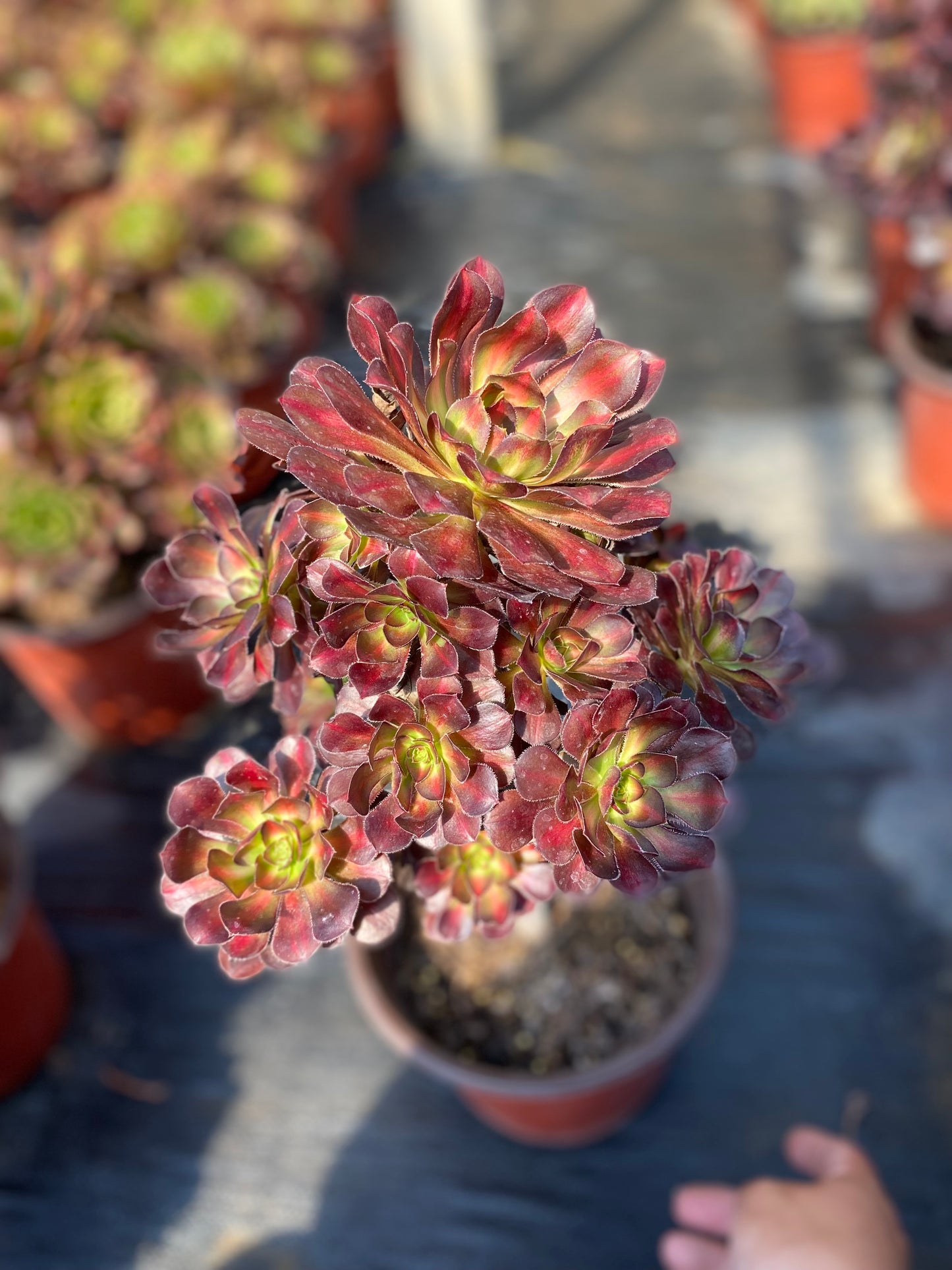 Rainbow/彩虹 cluster at least 10 heads 20-30cm