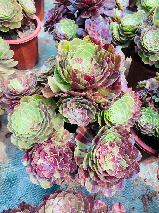 Pulidonis/花月夜 Cluster At least 18 heads 30cm-40cm Aeonium Cluster Succulent Plant