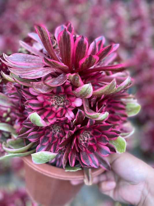 Pink Moonlight/粉体白月光 cluster 20-30cm at least 10 heads