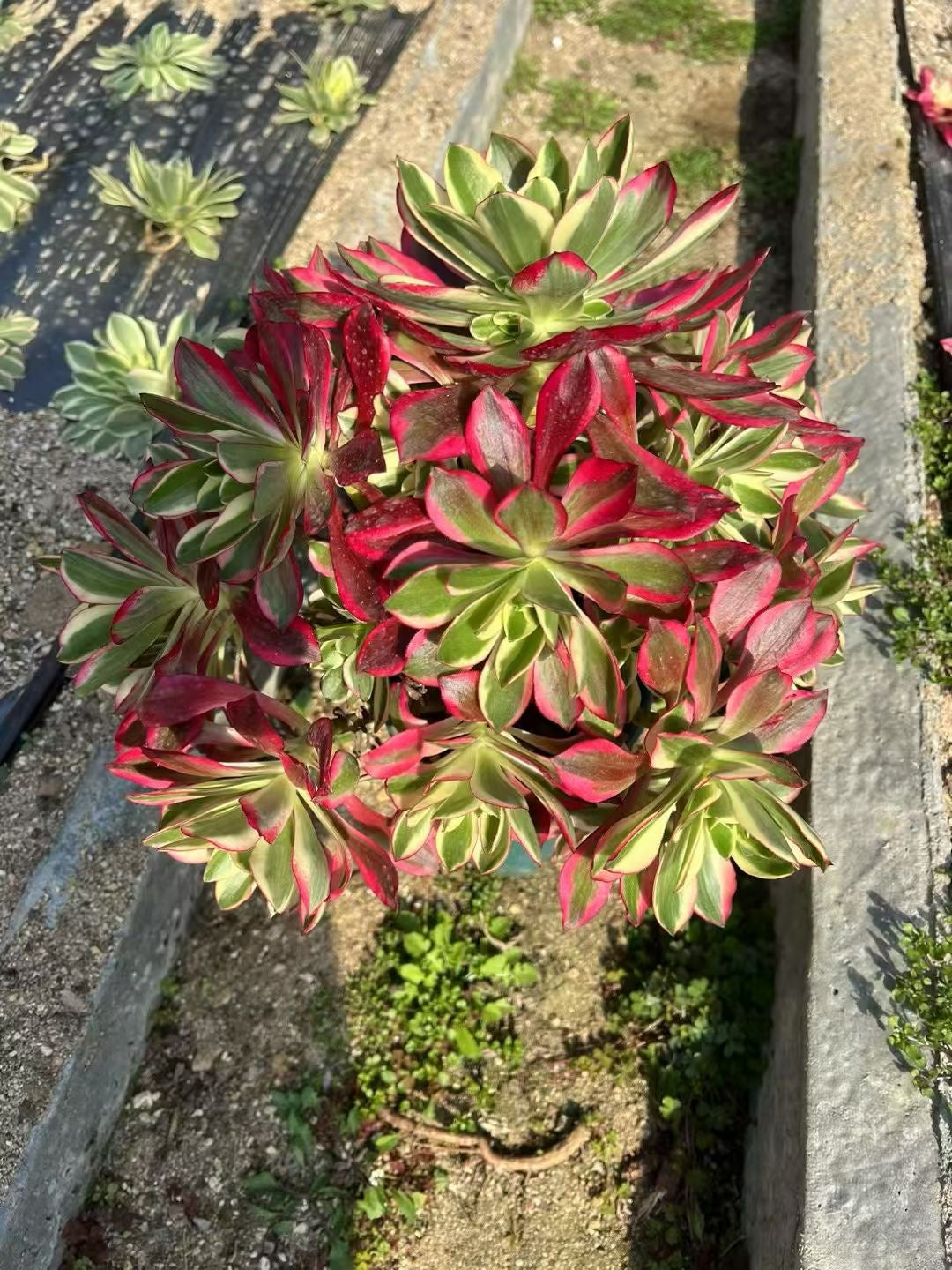 Cherry/樱桃 cluster at least 8 heads 20-30cm Aeonium Cluster Succulent Plant