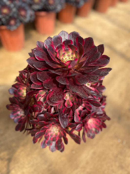 Ji Yue /霁月 Cluster at least 18 heads 25-35cm