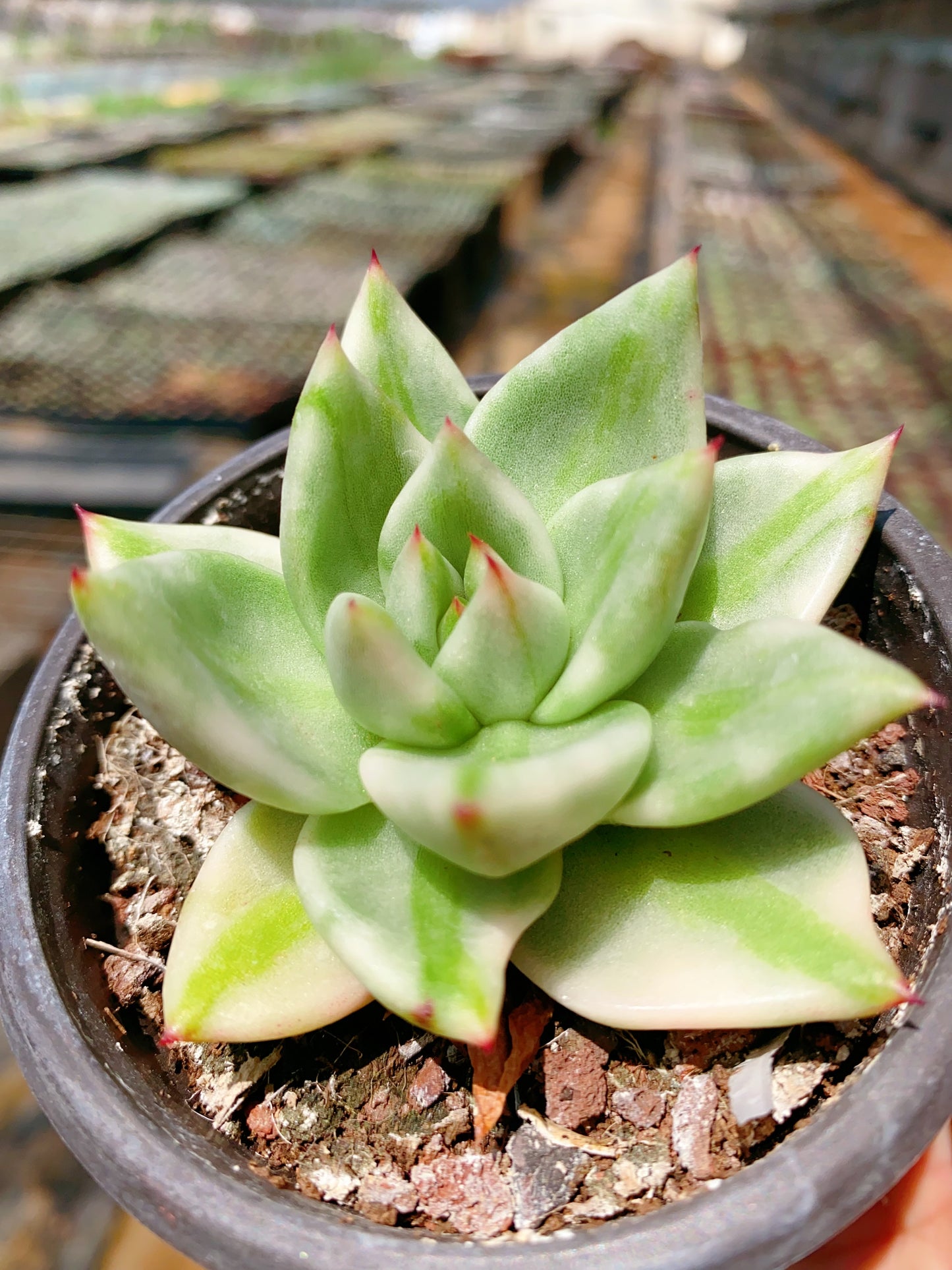 agavoides Lem. Variegated /东云锦 9cm pot