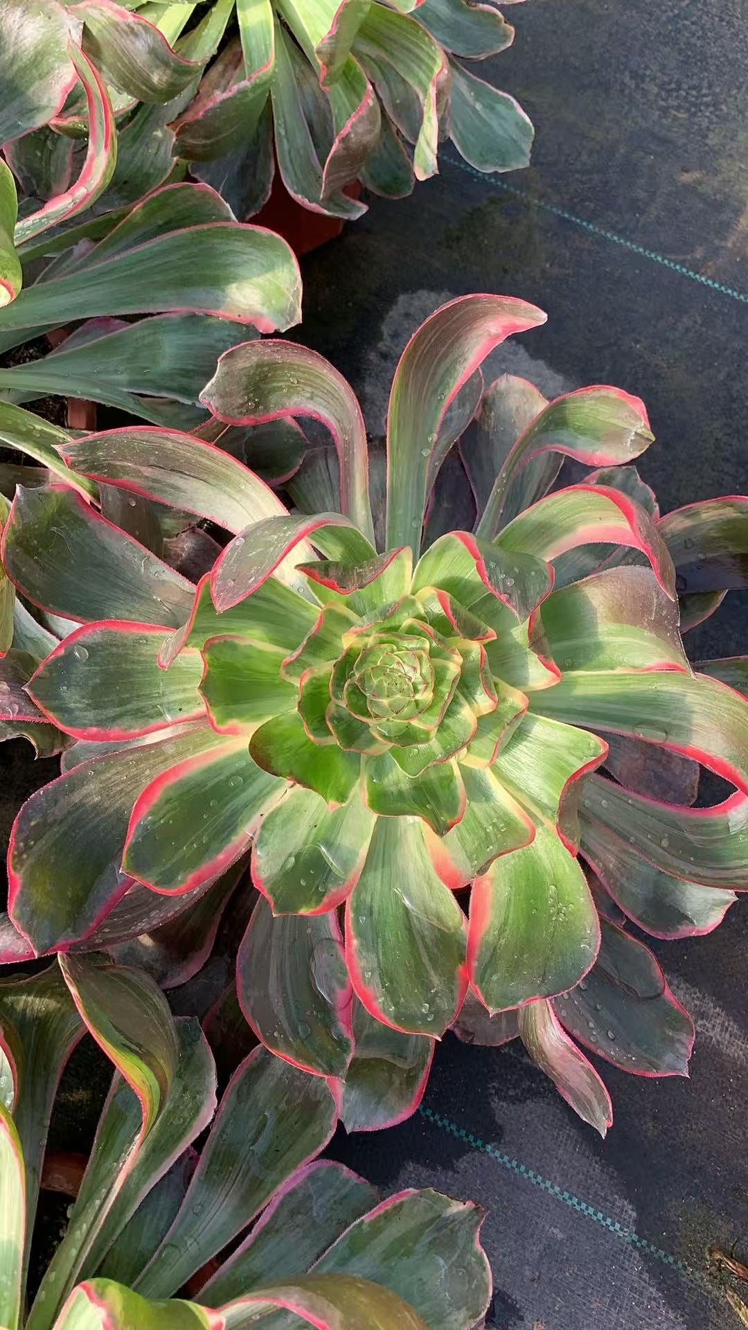 Evil Eye/恶魔之眼 single head with root at least 25cm Aeonium Single head Succulent plant