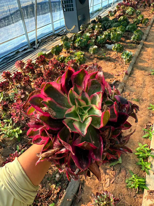 Cherry/樱桃 cluster at least 8 heads 20-30cm Aeonium Cluster Succulent Plant