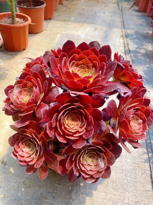 Red Flame Lotus/赤焰莲 Cluster
At least 12 heads 20cm-25cm