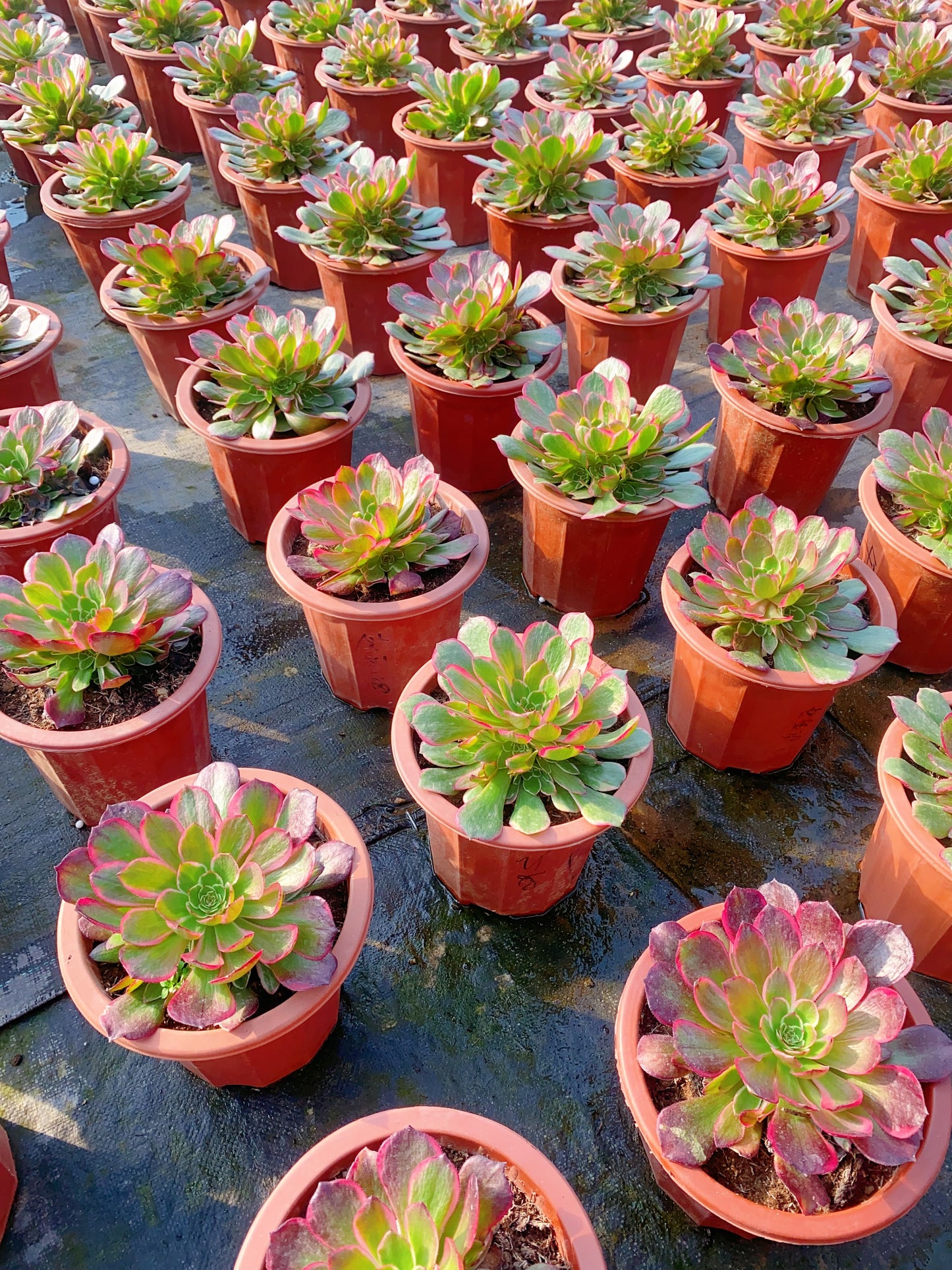 Evening Banquet/夜宴 Small Cluster at least 5 small heads 15-20cm