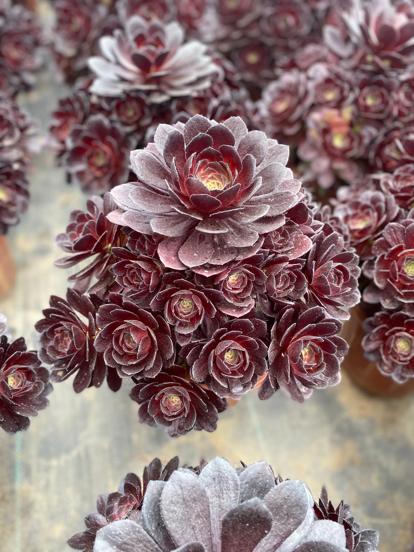 Black Beauty/黑美人 cluster at least 15 heads 20-30cm