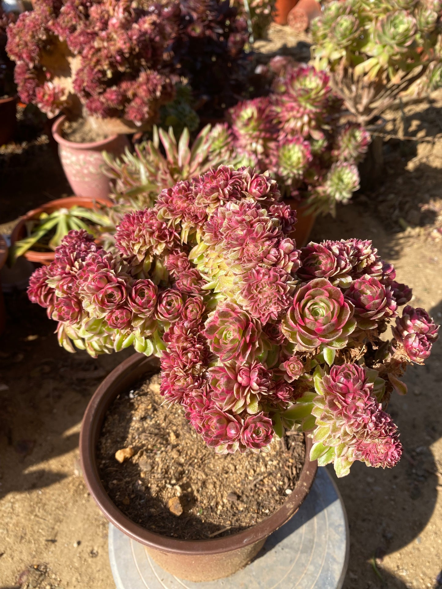Allure Crested/倾城缀化 25cm two years old aeonium crested