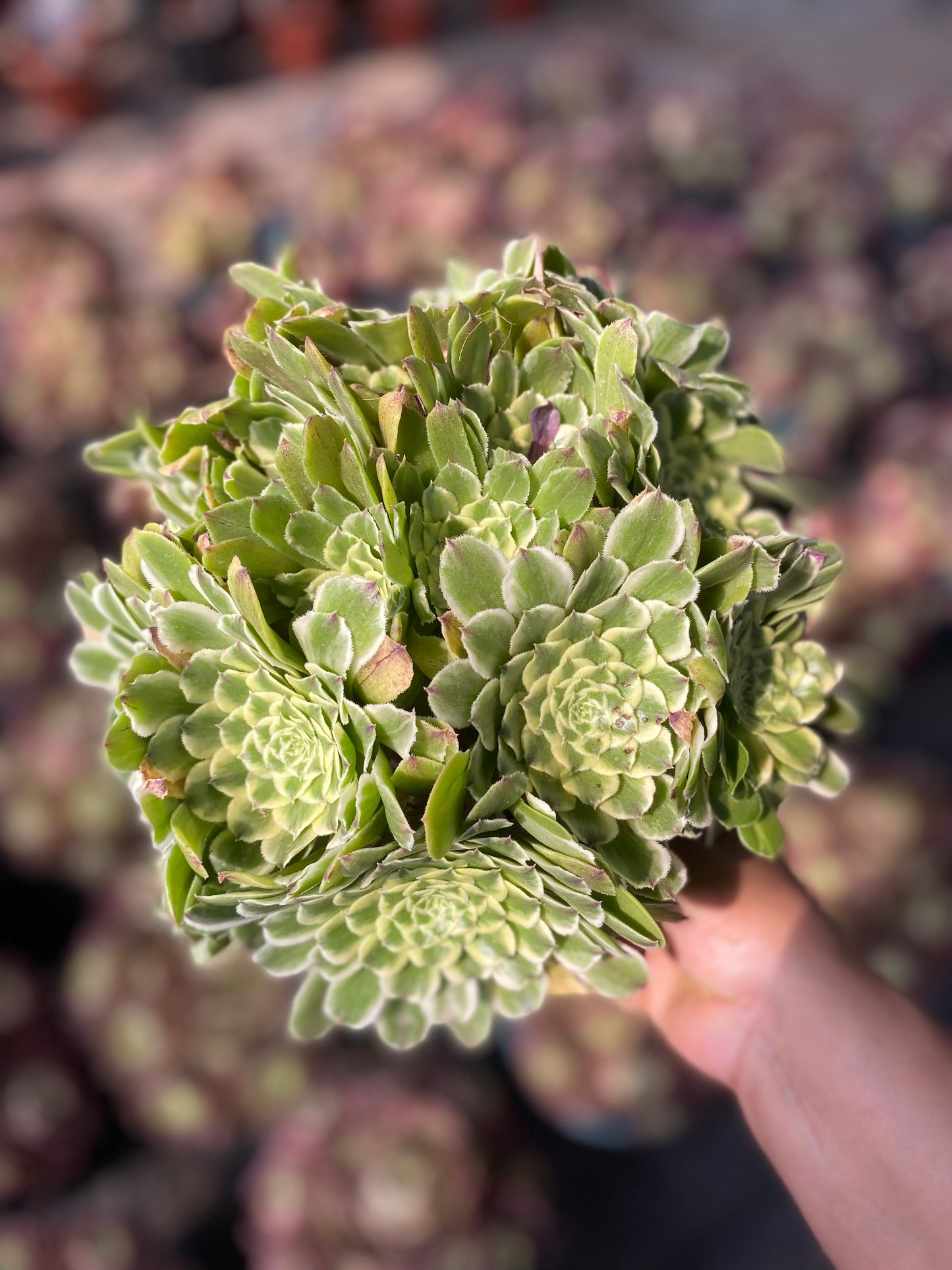 Green Wave/碧浪 Spherical Cluster
At least 13 heads 25cm-30cm