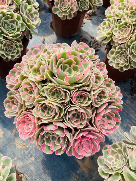 Pink Girl/粉女郎 Cluster At least 20 heads 30-40cm two years old Aeonium Cluster Succulent Plant