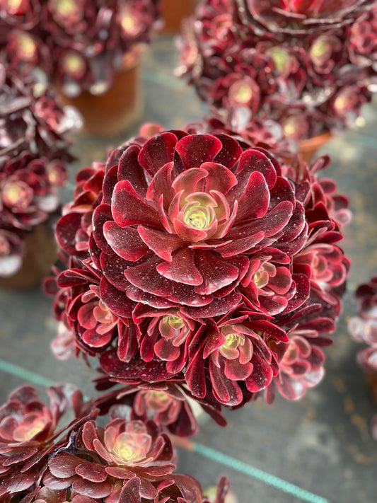 Eros/爱神 cluster at least 12 heads 20-30cm aeonium cluster