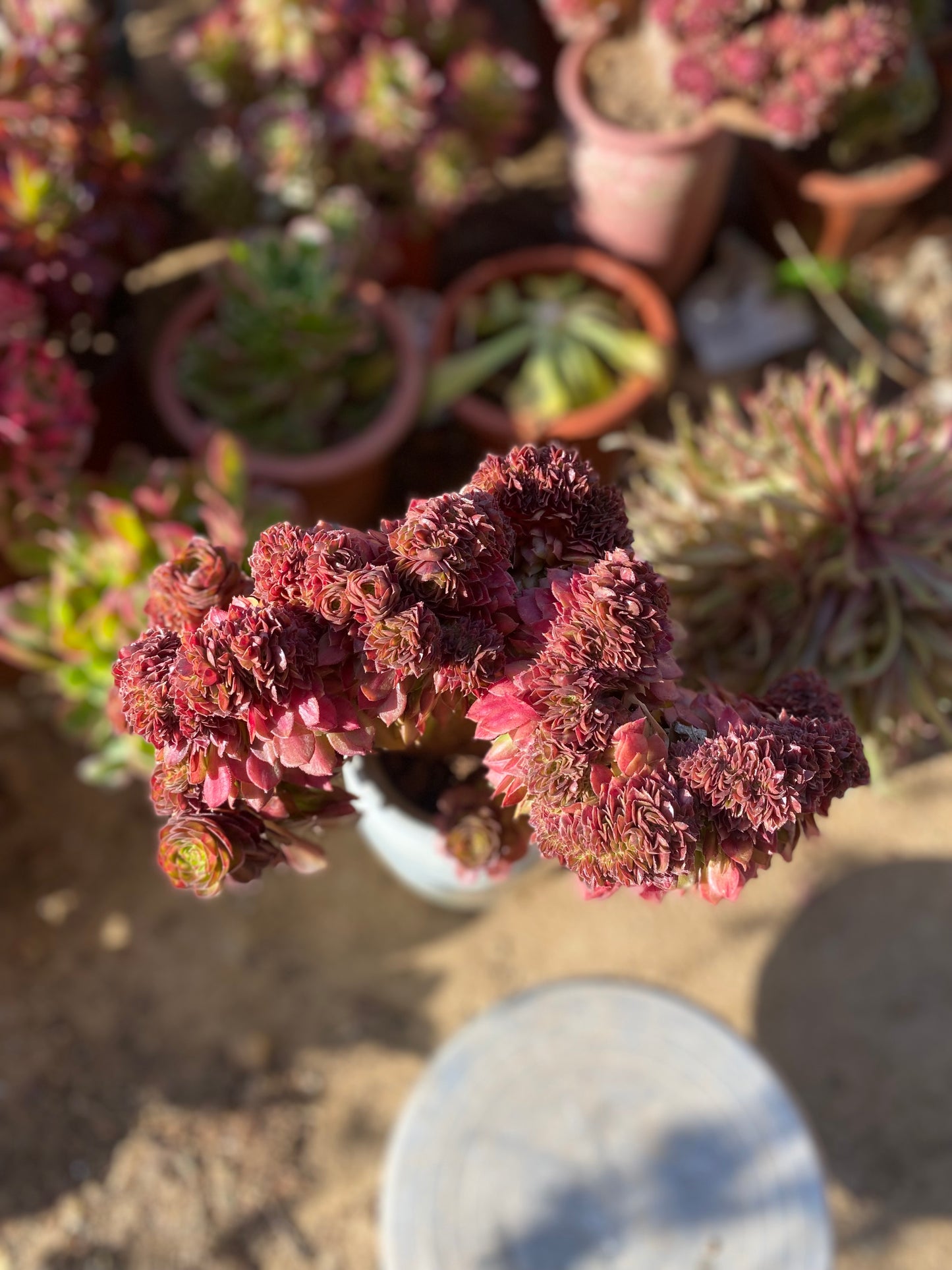 Black Tea Crested/红茶 Middle Veriagated of Allure 32cm There are some flower heads below, forming a shape of stars surrounding the moon.