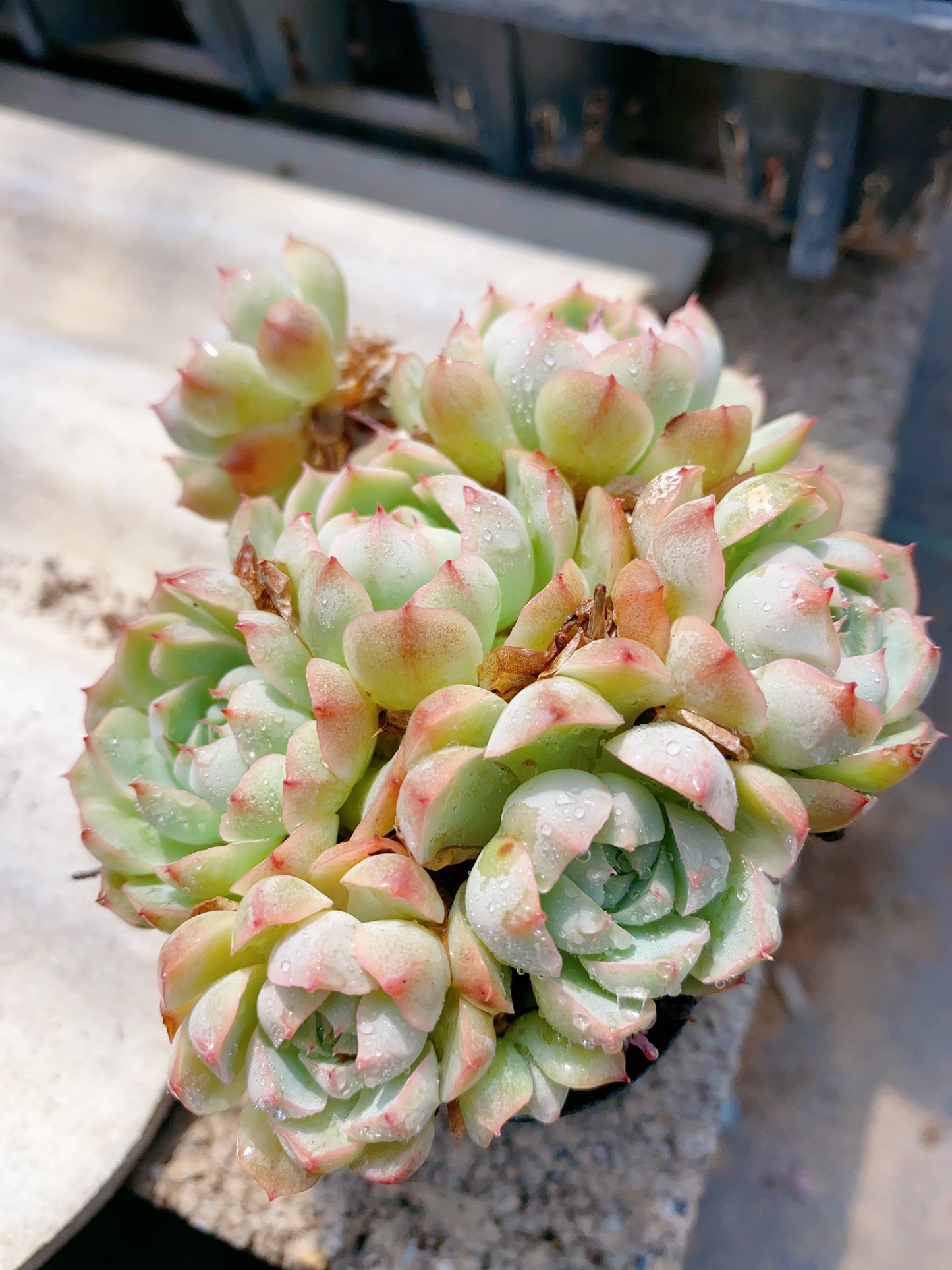 Pear Dimple/梨涡群 9cm pot cluster