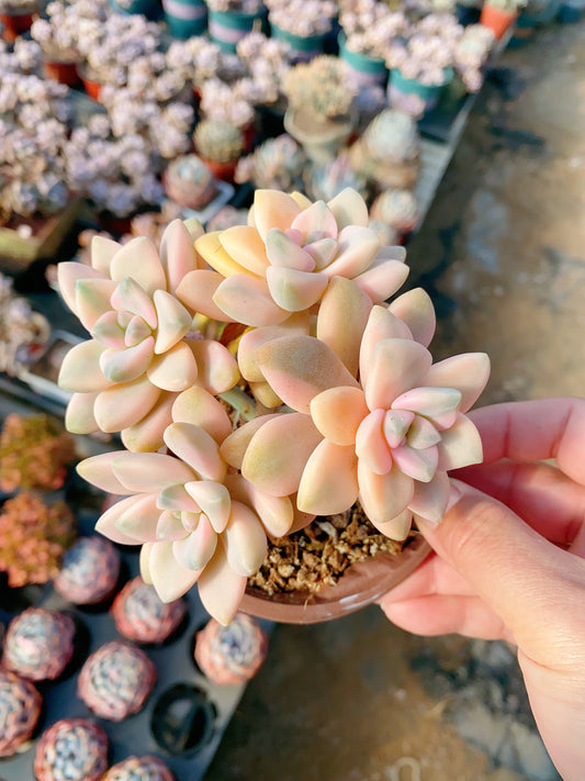 Pachyphytum 'Apricot Beauty'/美杏锦 4 heads 9cm pot