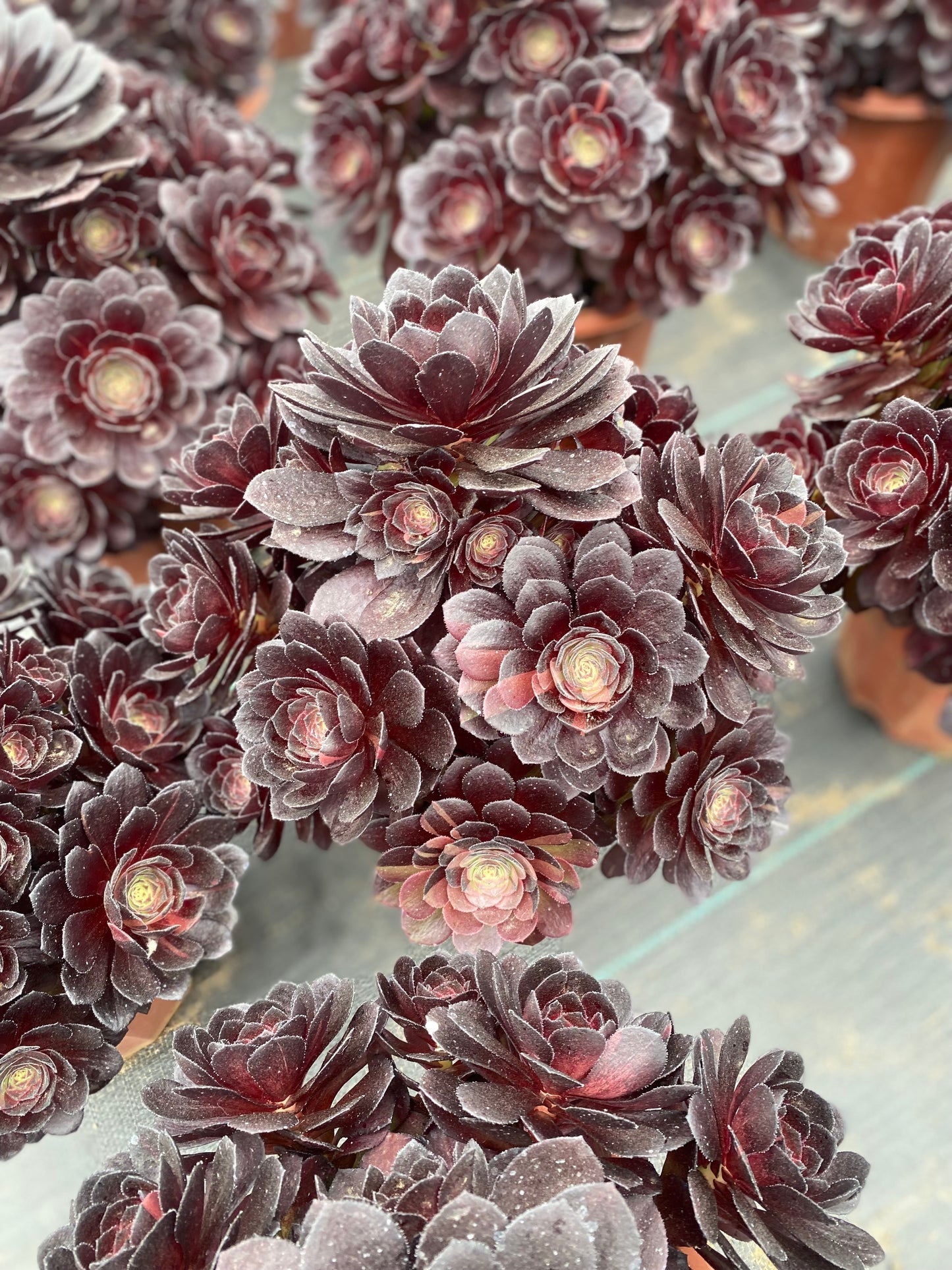 Black Beauty/黑美人 cluster at least 15 heads 20-30cm