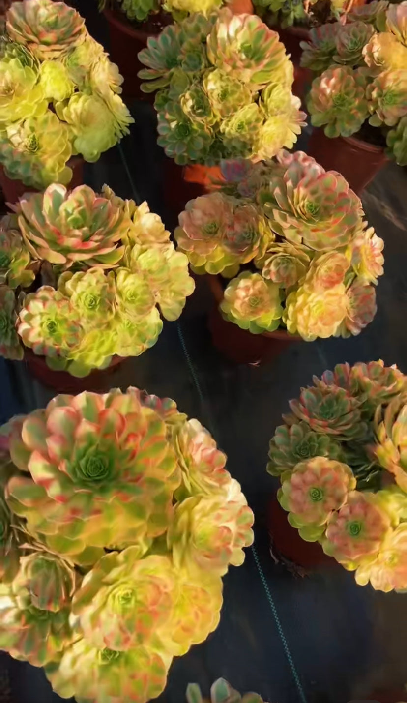 Rain Lotus(Samsara)/雨荷（轮回）cluster 20-30cm at least 6 heads Aeonium Cluster Succulent Plant