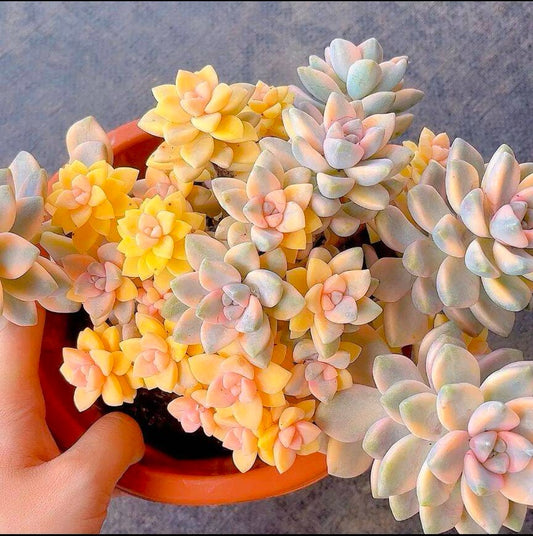 Pachyphytum 'Apricot Beauty' /美杏锦cluster at least 15cm